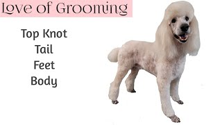 Standard Poodle Grooming including the Top Knot and Tail [upl. by Backler63]