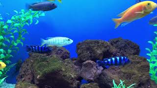 Melanochromis exasperatus [upl. by Desdamona]