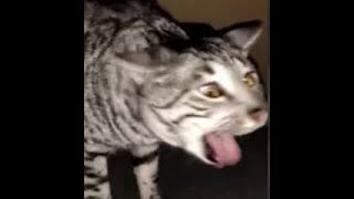 Cats Who Gag A Compilation [upl. by Eerpud85]