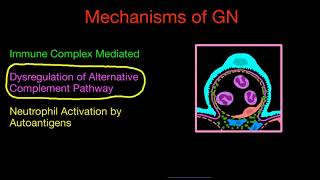 Mechanisms of Glomerulonephritis [upl. by Atirehs]