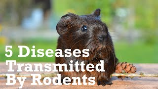 5 Diseases Transmitted By Rodents Within the Home [upl. by Ayanal]