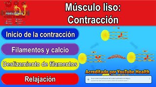 Contracción del músculo liso fisiología  Contracción del músculo liso [upl. by Euqinotna]