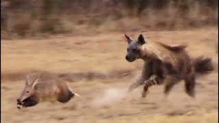 Aardvark Anteater Tries to Outrun Hyena in an Epic Chase [upl. by Atsuj702]