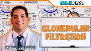 Renal  Glomerular Filtration [upl. by Hashum]