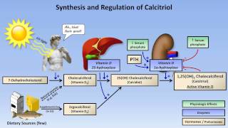 Calcium and Phosphate Metabolism [upl. by Nayra]