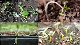 Are your seedlings dying   Causes and Remedies [upl. by Henricks398]