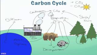 Carbon Cycle Processes [upl. by Jacquie]