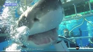 Great White Shark Breaks Into Cage RAW VIDEO [upl. by Hightower]