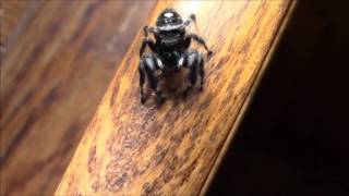 Phidippus Audax the Bold Jumping Spider [upl. by Goldshlag]