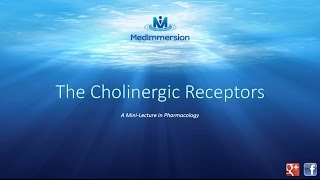 The Cholinergic Receptors [upl. by Shellie]