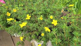 Potentilla Happy Face® Yellow Bush Cinquefoil  BRIGHT Easy to Grow Hardy Native Shrub [upl. by Khalid]