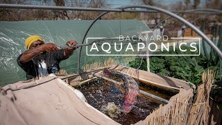 Backyard Aquaponics Farming Fresh Fish and Vegetables  PARAGRAPHIC [upl. by Casteel743]