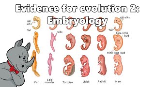 Evidence for Evolution  Embryology [upl. by Eolc]