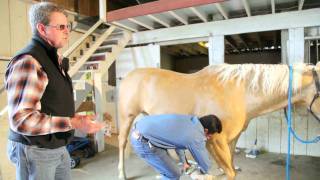 Fetlock amp Pastern Inflammation in Horses [upl. by Dilly972]