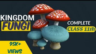 Fungi  Kingdom fungi class 11  Biological classification  Ncert  Be Educated [upl. by Portugal]