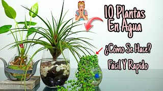 10 Plantas De INTERIOR que se CULTIVAN en AGUA [upl. by Gunther223]