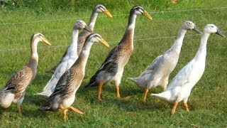 Indian Runner Ducks  Upright Super Layers [upl. by Tnayrb910]