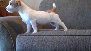 Jack Russell Terrier puppy quotHopequot [upl. by Nerraj]