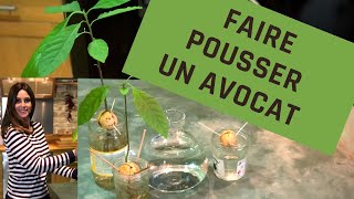 FAIRE POUSSER UN AVOCAT avocat [upl. by Zerlina]