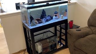 20 GALLON SUMP BUILD DONE UP AND RUNNING [upl. by Frayne]