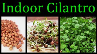 How To Grow Cilantro Coriander Indoors  The Definitive Guide [upl. by Vargas443]