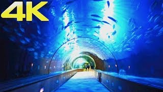 Oceanogràfic Valencia  The Largest Aquarium amp Marine Park in Europe  4K [upl. by Laon]