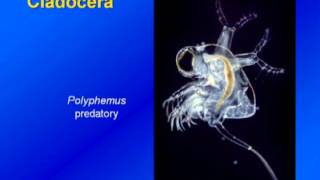 Limnology  Zooplankton Diversity amp Ecology [upl. by Drawe]