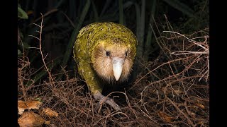 Kakapo [upl. by Einhorn631]