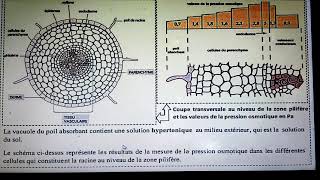 تتمت تمارين mécanismes dabsorption de l eau et les sels minéraux [upl. by Ardien732]