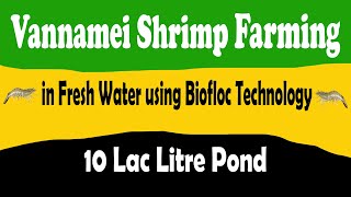 Vannamei Shrimp Farming in Fresh Water Using Biofloc Technology in 10 Lac Liter Water Pond [upl. by Arratal]