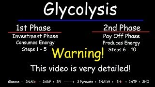 Glycolysis  Biochemistry [upl. by Merridie968]