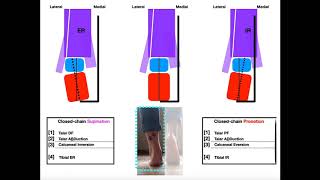 The Subtalar Joint Part 2  Pronation vs Supination EXPLAINED [upl. by Wera446]