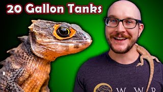 Top 5 Reptiles That Can Live in a 20 Gallon Enclosure FOREVER [upl. by Nugesulo865]