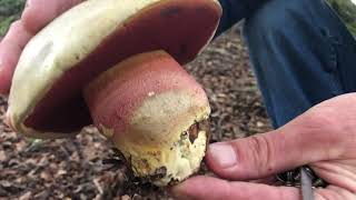 Identifying the Satans Bolete Rubroboletus satanas [upl. by Aceber363]