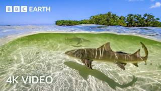 Stunning 4K Underwater Nature Footage  BBC Earth [upl. by Silloc]