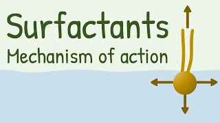 Surfactants Mechanism of Action [upl. by Yttig]