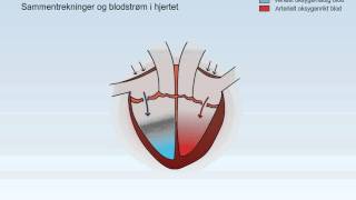 Sirkulasjonssystemet [upl. by Yerhpmuh]