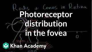 Photoreceptor distribution in the fovea  Processing the Environment  MCAT  Khan Academy [upl. by Meli390]