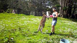 Man VS Kangaroo ROUND 2 [upl. by Dyna]