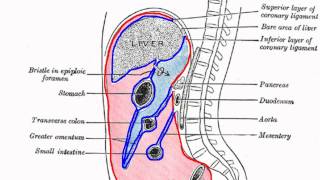 Abdominal Anatomy on Computed Tomography [upl. by Bushweller31]