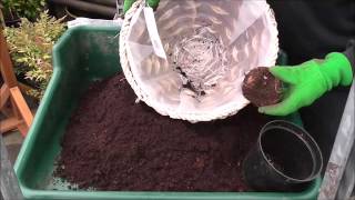 Planting Begonia Corms [upl. by Shawnee]