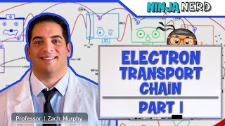 Metabolism  Electron Transport Chain DETAILED  Part 1 [upl. by Castorina]