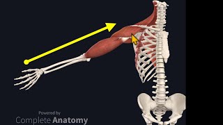 Osteopathy Treatment Techniques Treating the Shoulder [upl. by Eiznyl758]