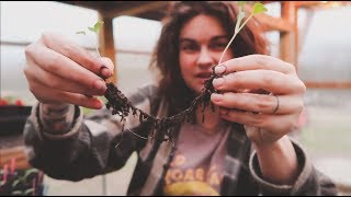 How to Separate Seedlings amp Plant Starts  Gardening Tips  Roots and Refuge Farm [upl. by Pierson]