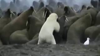 Polar Bear killed by a Walrus [upl. by Sacci]