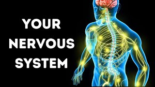 A Journey Through Your Nervous System [upl. by Lhamaj]