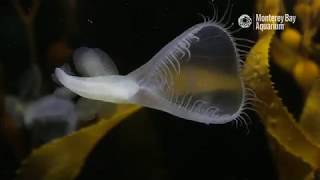 The Lions Mane Nudibranch Sea Slug Melibe leonina  The Critter Corner [upl. by Anined476]