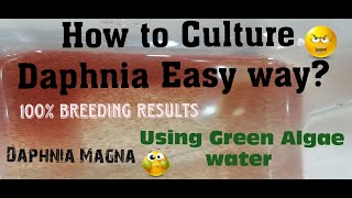 Daphnia MagnaHow to Culture Daphnia Easy wayCulturing Daphnia using Green water Daphnia [upl. by Aslin]