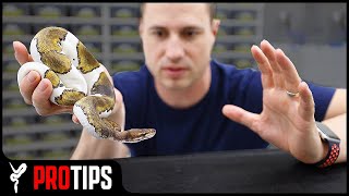 How to Handle an quotAggressivequot Ball Python [upl. by Curtice598]