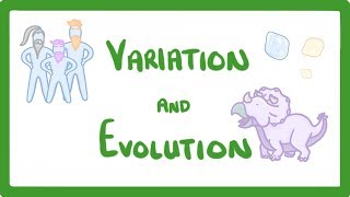 GCSE Biology  Variation and Evolution 68 [upl. by Alasteir274]